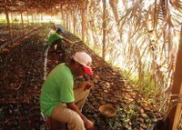 SUSTENTABILIDADE AMBIENTAL ATRAVÉS DO CULTIVO DO CACAU, PELO SAF