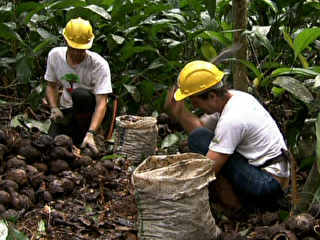 Amazônia Viva: Plantando e  Colhendo Frutos para um Mundo Melhor