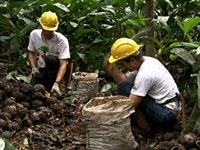 Amazônia Viva: Plantando e  Colhendo Frutos para um Mundo Melhor