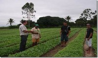 Sustentabilidade  Camponesa – Diversificação  Produtiva na Região Fumageira